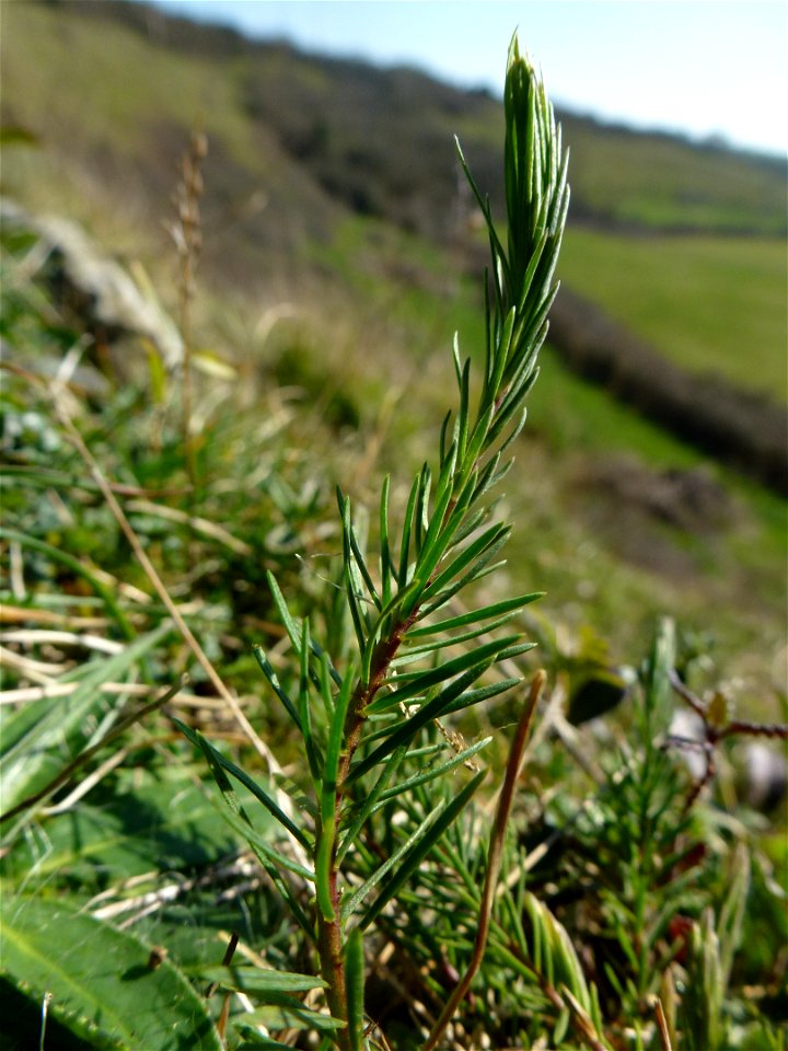 cf. Juniperus communis L., 1753