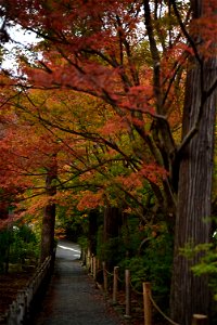 京都龍安寺/Kyoto Ryoanji