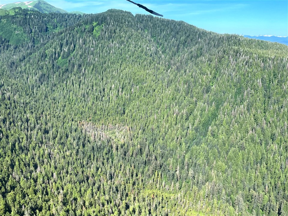Yellow-cedar-decline-Kuiu-Island-2022-TongassNF