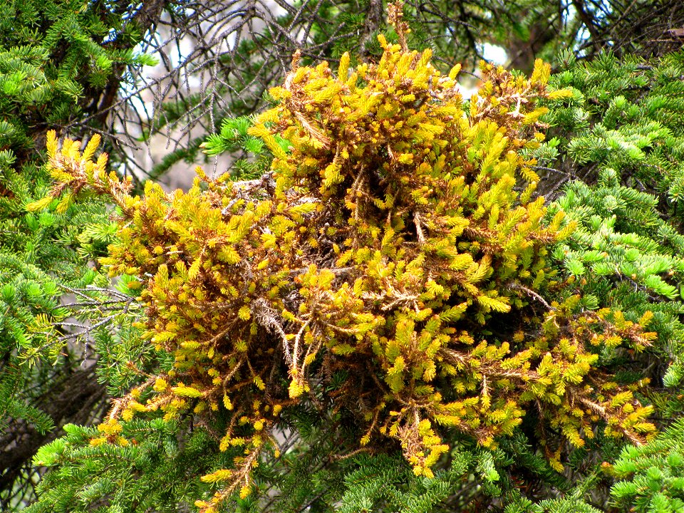 Spruce-broom-rust-Alaska-3
