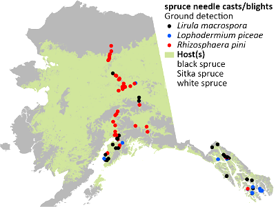 Spruce-needle-blight-detection-map-2022-Alaska photo