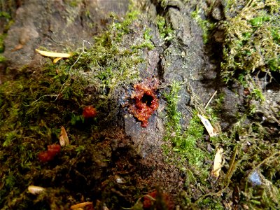 Spruce-beetle-pitch-tubes-Alaska-3