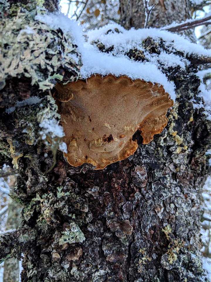 Porodaedalea-pini-on-white-spruce-Denali-State-Park-Alaska