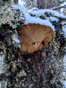 Porodaedalea-pini-on-white-spruce-Denali-State-Park-Alaska