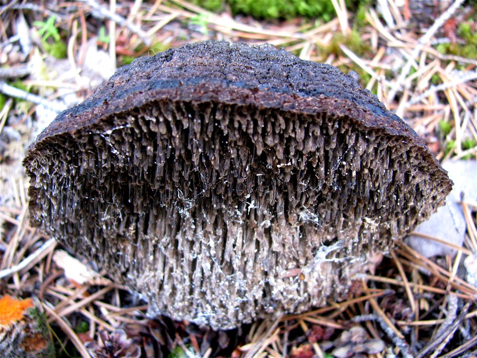 Paint-fungus-Echinodontium-tinctorium-conks-Haines-2