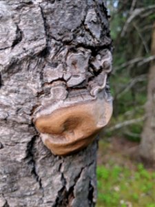 Phellinus-tremulae-aspen-SewardHwy-Alaska