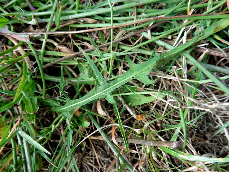 Scorzoneroides autumnalis (L.) Moench, 1794