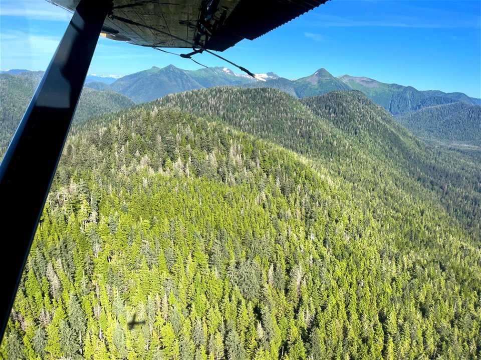Healthy-yellow-cedar-following-hemlock-sawfly-caused-mortality-TongassNF