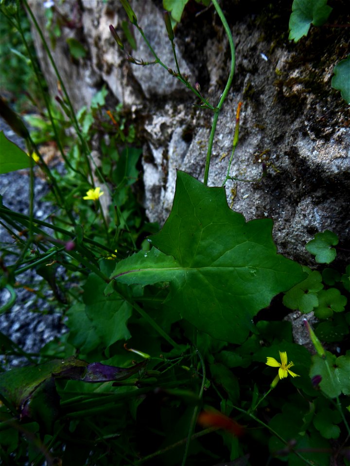 Lactuca muralis (L.) Gaertn., 1791