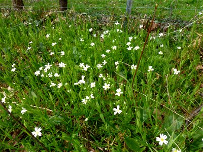 Stellaria holostea L., 1753