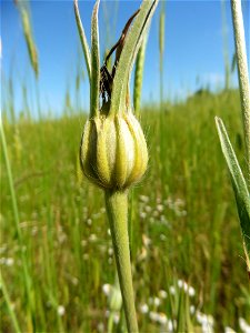 Agrostemma githago L., 1753