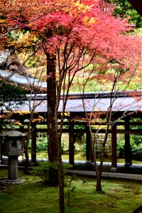 京都龍安寺/Kyoto Ryoanji