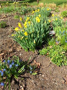Daffodils at Prince's Island Park