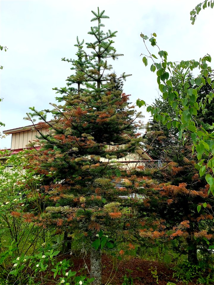 Balsam-woolly-adelgid-damage-Alaska