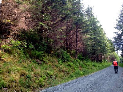 Hemlock-canker-symptoms-Prince-of-Wales-Is_TongassNF_RobinMulvey_05