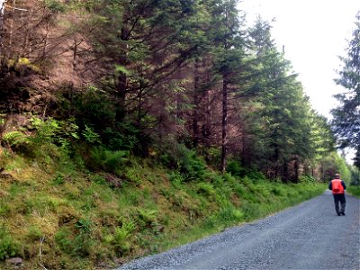 Hemlock-canker-symptoms-Prince-of-Wales-Is_TongassNF_RobinMulvey_05 photo