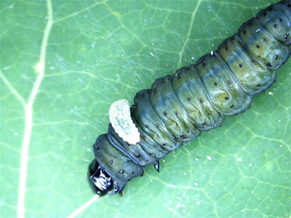 Large-aspen-tortrix-larva-with-parasitoid-Alaska
