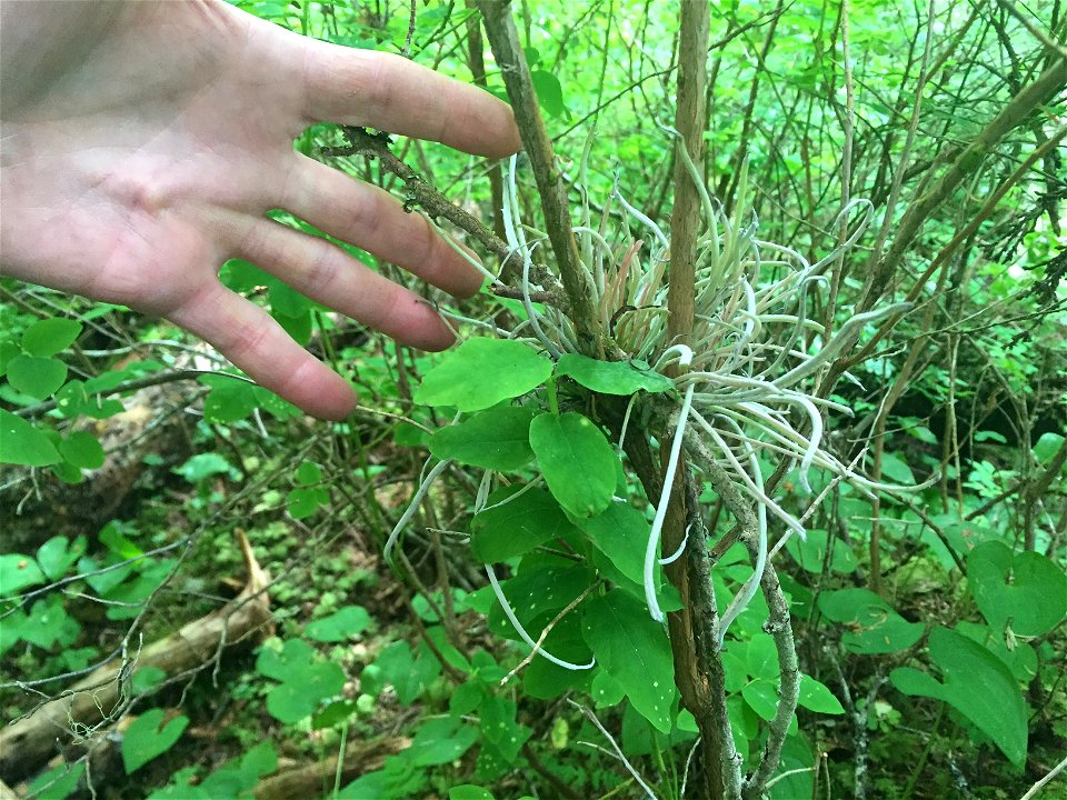Exobasidium-parvifolii-Huckleberry-Killisnoo-Island-near-Angoon-Admiralty-TongassNF