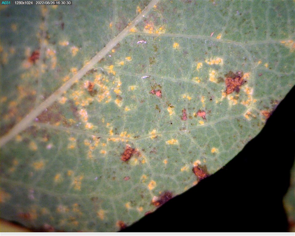 Hemlock-blueberry-rust-on-Vaccinium-August2022-Juneau-Tongass-1