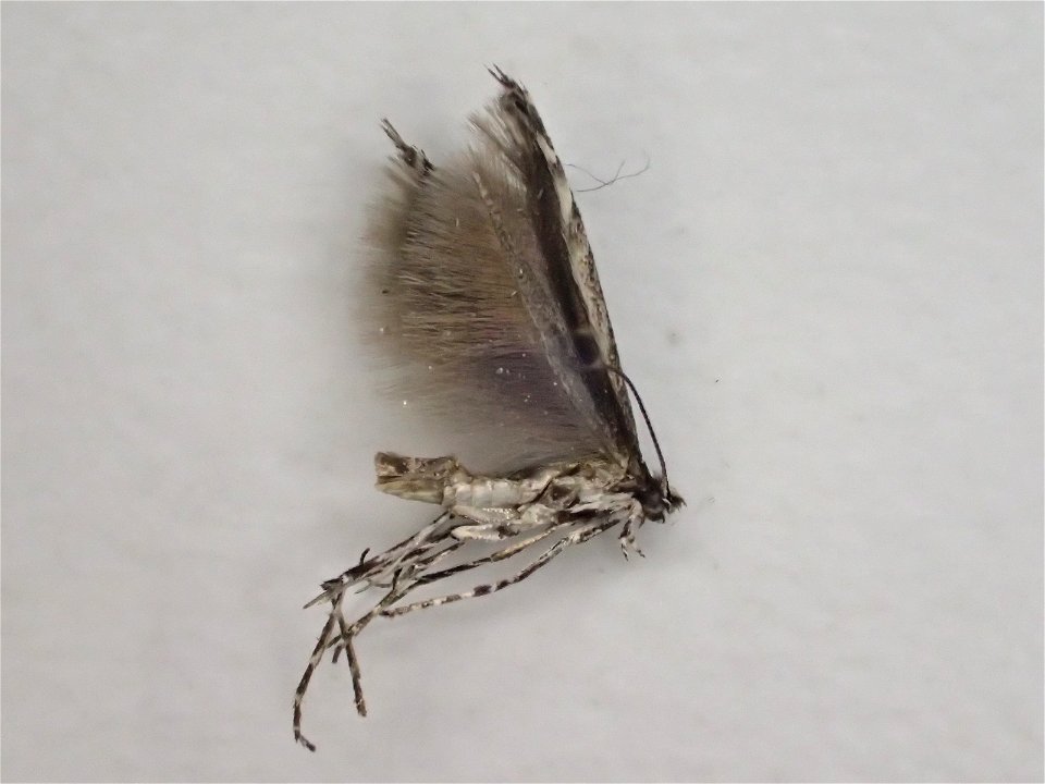 Willow-leafblotch-miner-adult-Micrurapteryx-salicifoliella-Alaska-2