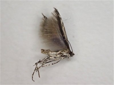 Willow-leafblotch-miner-adult-Micrurapteryx-salicifoliella-Alaska-2