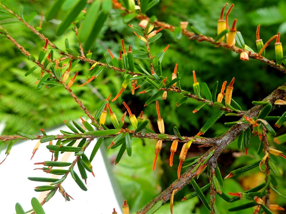 Hemlock-sawfly-feeding-damage-Tongass-4