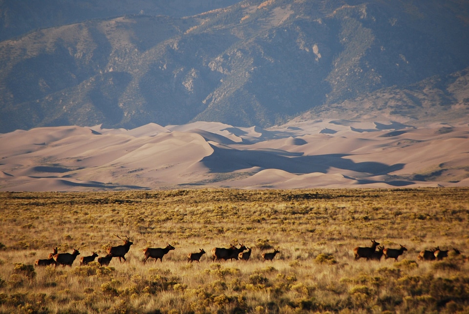 Elk Near Entrance Road