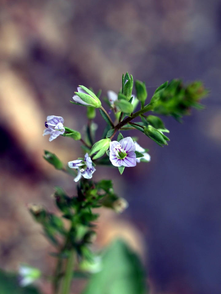 Water Speedwell wildflower