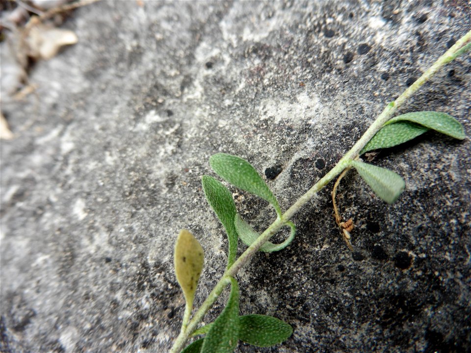 Alyssum montanum L., 1753