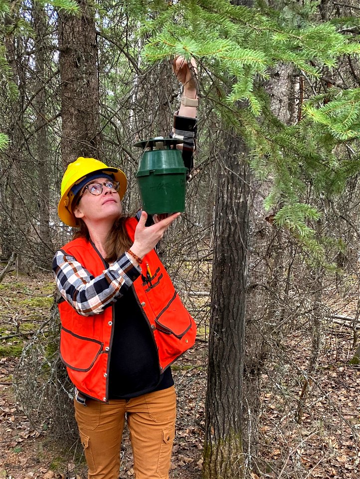 Sydney-spruce-budworm-trap-2021-Alaska