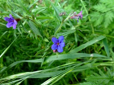 Aegonychon purpurocaeruleum (L.) Holub, 1973