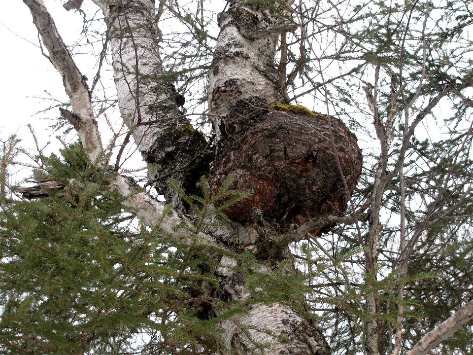 Inonotus-obliquus-birch-Anchorage-Alaska-2