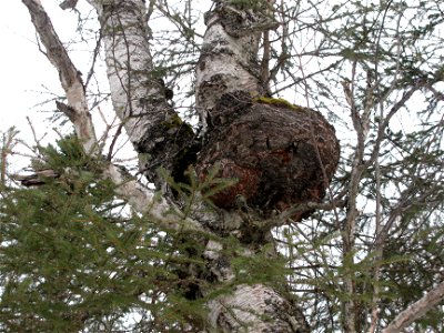 Inonotus-obliquus-birch-Anchorage-Alaska-2