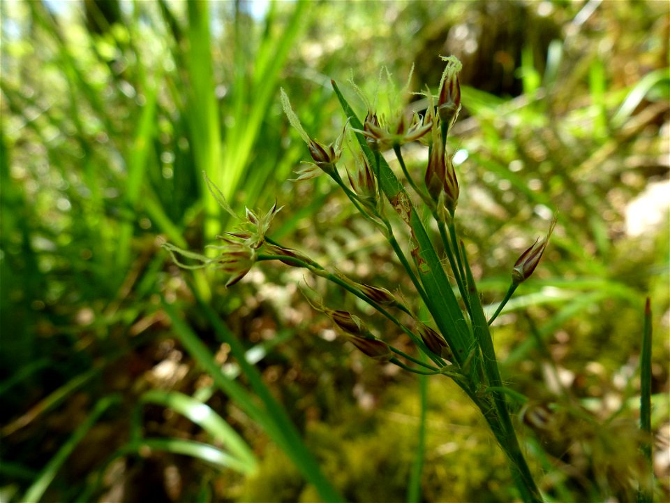 Luzula campestris (L.) DC., 1805