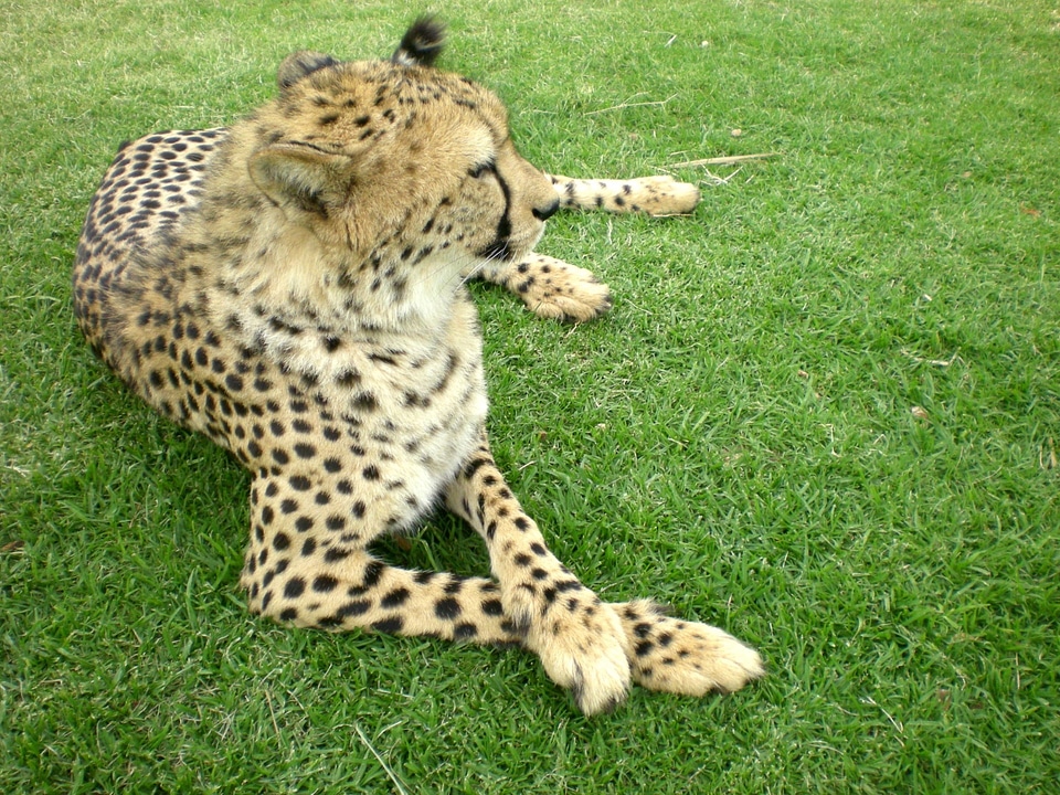 African Cheetah resting in nature