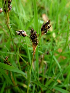 Luzula campestris (L.) DC., 1805