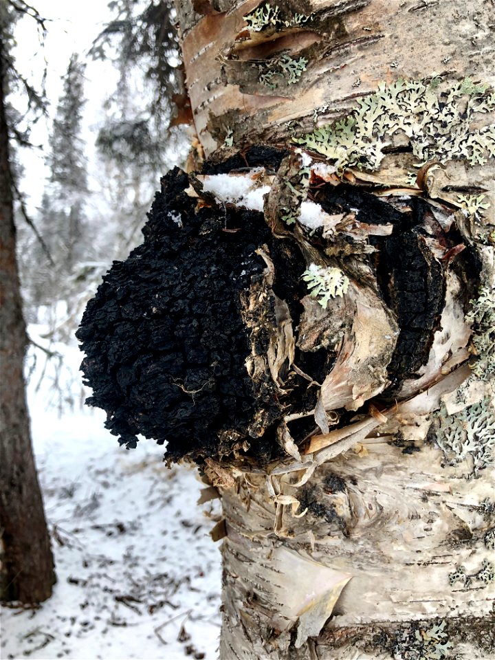Chaga-on-birch_Alaska_GarretDubois