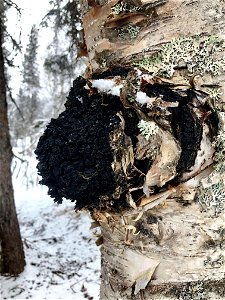 Chaga-on-birch_Alaska_GarretDubois