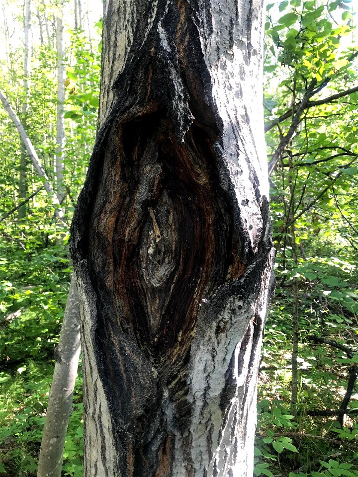 Aspen-target-canker-Nenana-Alaska-1