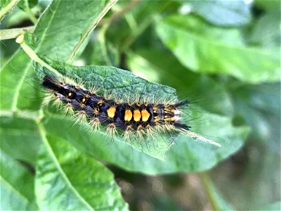 Rusty-tussock-moth-2020-Alaska