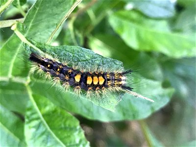 Rusty-tussock-moth-2020-Alaska photo