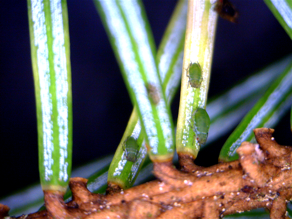 Spruce-aphids-Sitka-spruce-needles-Tongass-3 photo