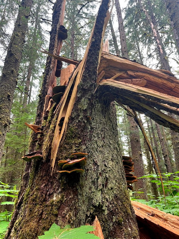 Phaeolus-schweinitzii-snapped-Sitka-spruce-TongassNF-1