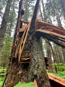 Phaeolus-schweinitzii-snapped-Sitka-spruce-TongassNF-1