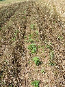 HERB weeds