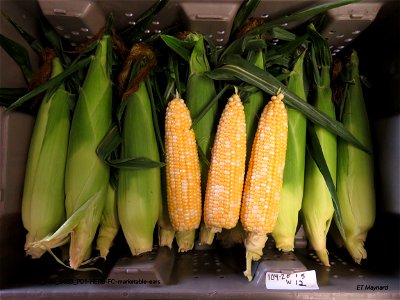 PD1-HERB-FC-marketable-ears