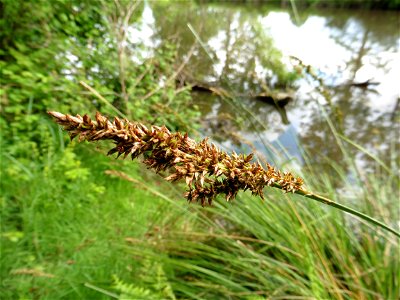 Carex paniculata L., 1755