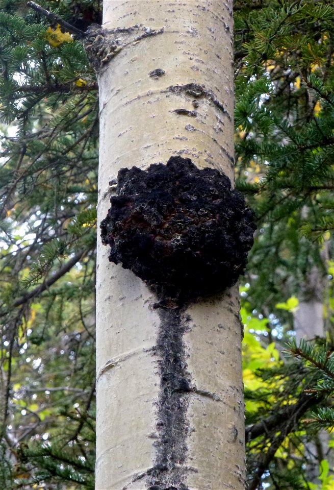 Diplodia-gall-aspen-Alaska-2