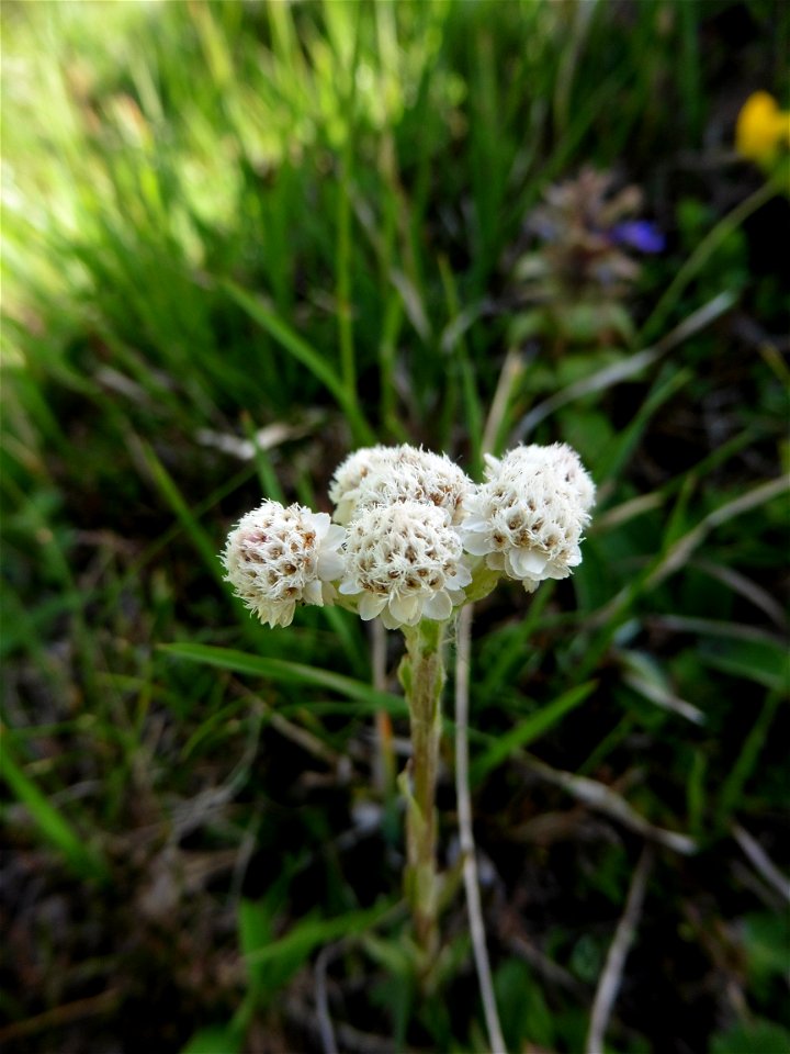 Antennaria dioica (L.) Gaertn., 1791