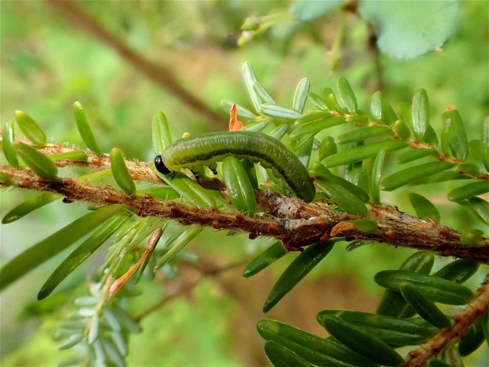 Hemlock-sawfly-larvae-Tongass-5